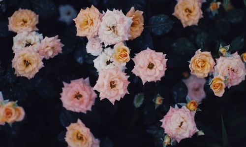 PDF功能 不会打印ofd文件?
ofd阅读器可以解决!