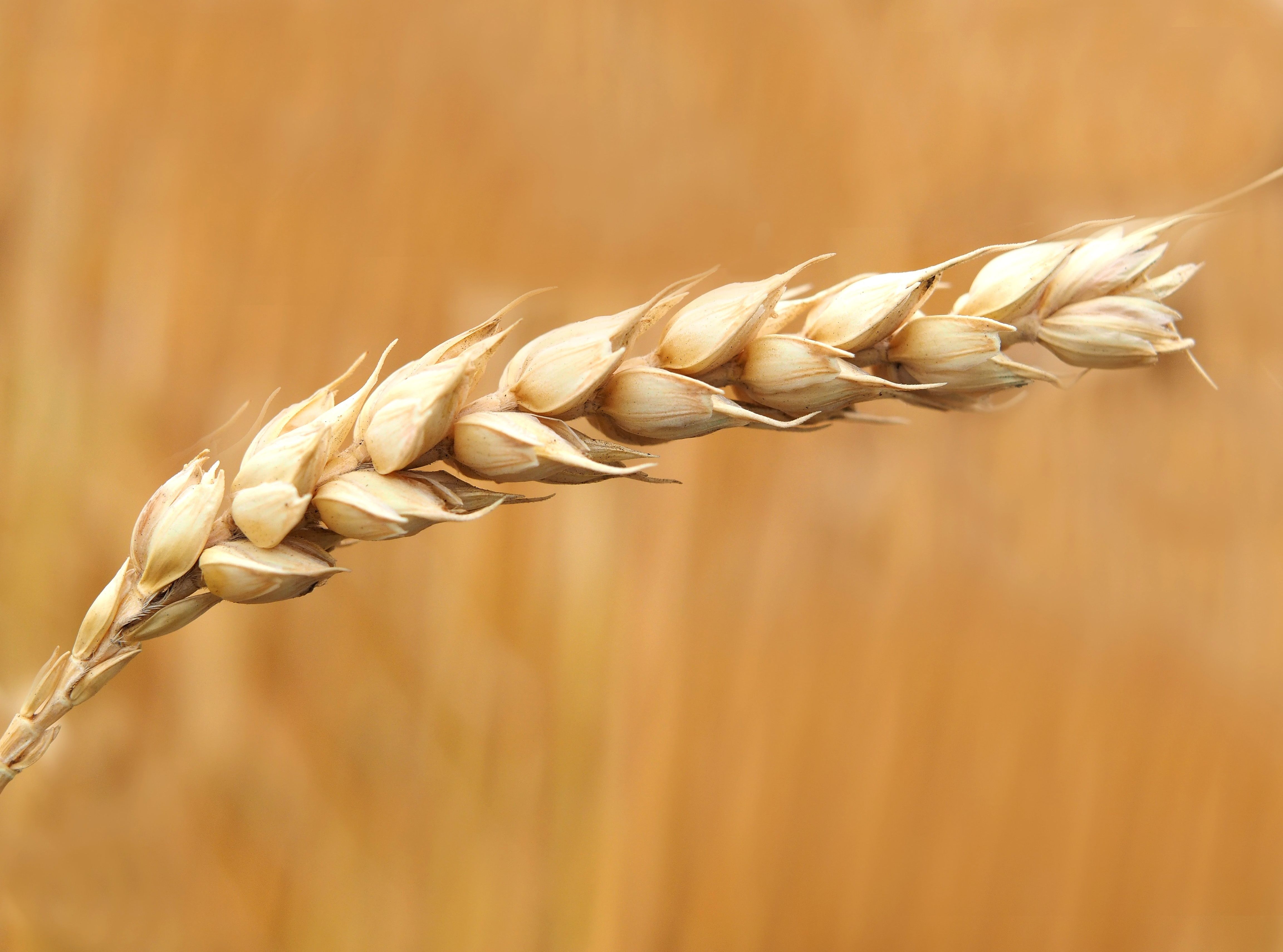 pdf怎么转换成word文件?PDF文件格式与Word文件格式有什么不同