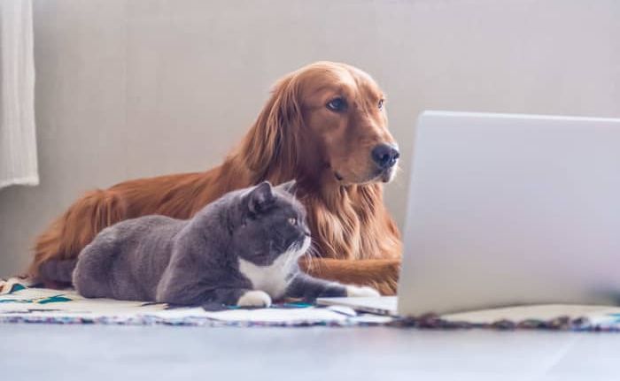 pdf不能编辑怎么办